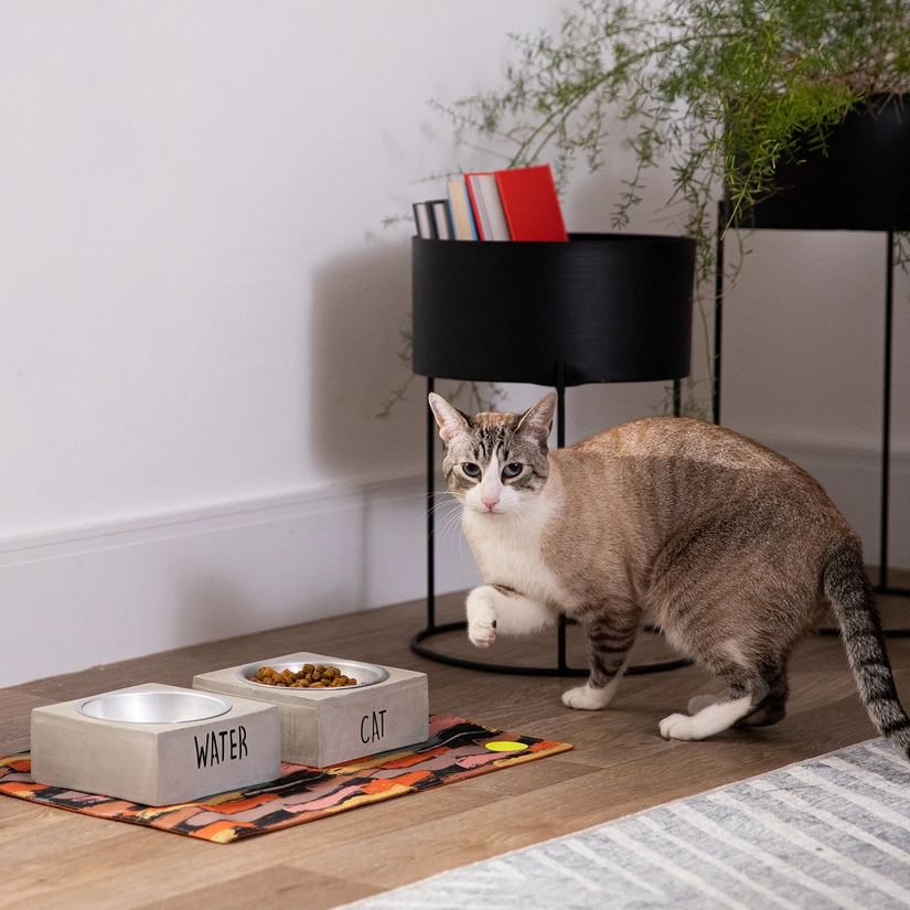 Lugar Americano Para Pet Frida
