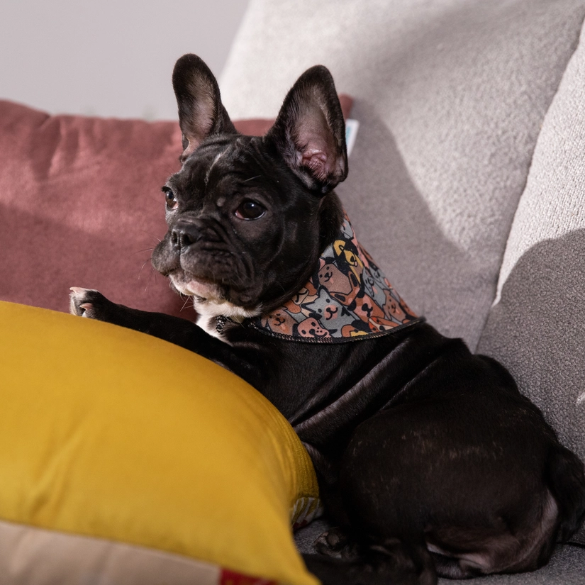 Bandana Pet Bartô
